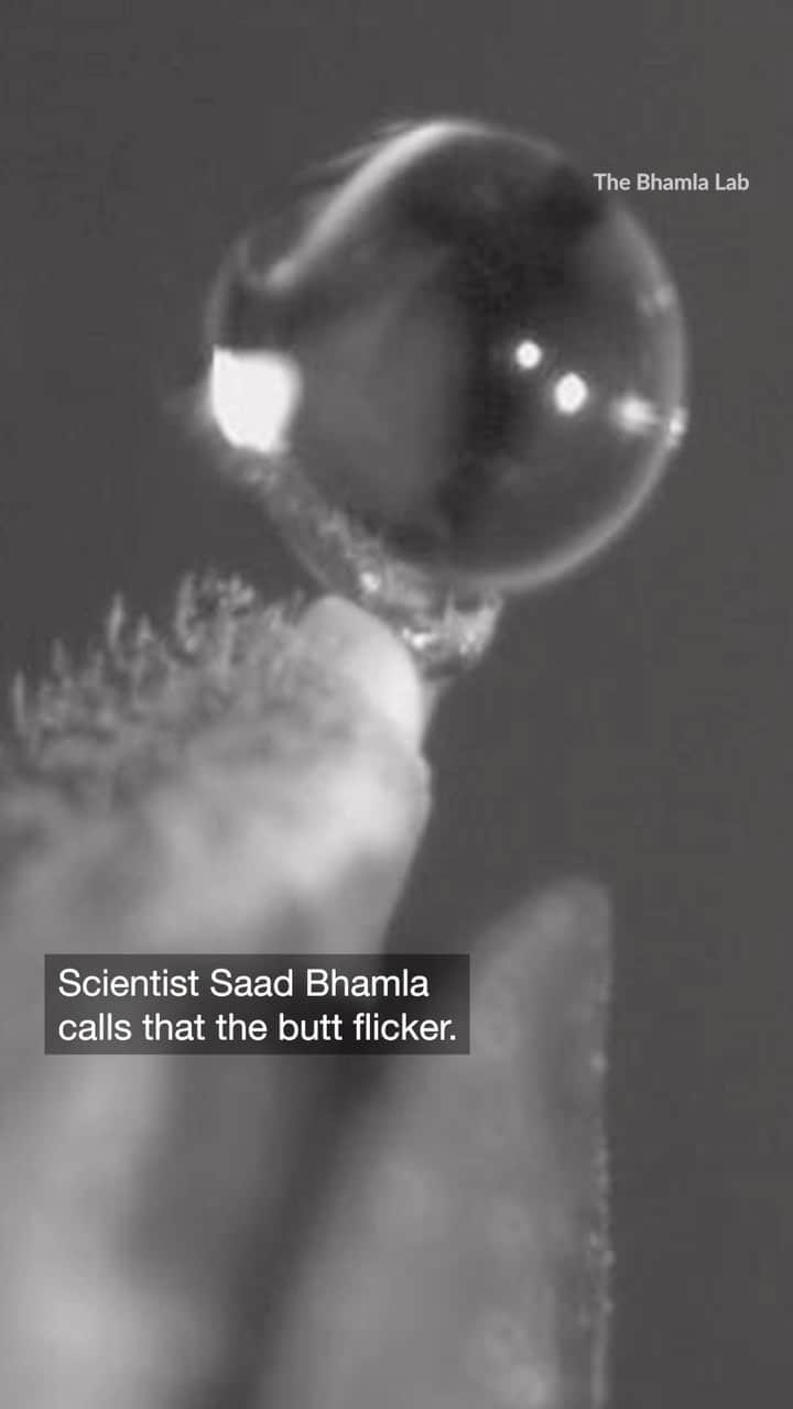TED Talksのインスタグラム：「Was that a raindrop or was it insect pee? #TEDRadioHour Host: @manoushz • Manoush Zomorodi/NPR Producers: @catiedull • Catie Dull/NPR, Matthew Cloutier/NPR Special thanks to The Bhamla Lab」