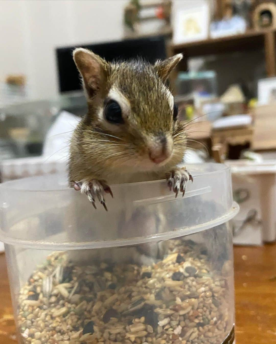 peace_0322のインスタグラム：「#リス#シマリス#インコ#マメルリハインコ#ふわもこ部 今日も部屋んぽ💨お疲れ様でした また明日遊ぼうね」