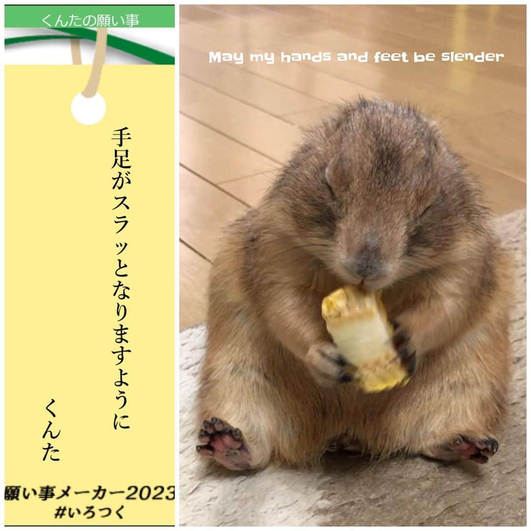 ikaoのインスタグラム：「くんた。Kunta. くんたの七夕のお願い事🙏🎋😂 July 7th is Tanabata. People write their wishes on strips of paper and hang them from bamboo branches, which is said to make their wishes come true. #prairiedog #プレーリードッグ」