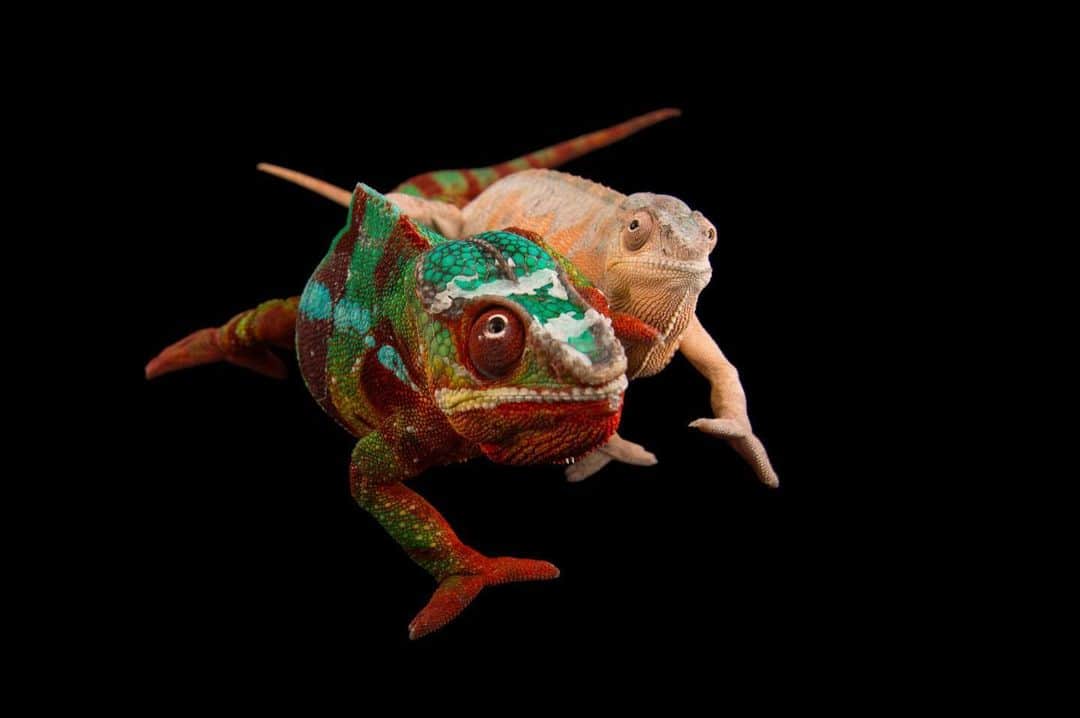 Joel Sartoreさんのインスタグラム写真 - (Joel SartoreInstagram)「Panther chameleons can change the color of their skin, which has layers of cells with iridescent nanocrystals that can be rearranged to reflect different wavelengths of light. Males modify colors and patterns most dramatically, handy for attracting a mate or chasing away a prospective male rival. Photo taken @officialdwazoo.   #chameleon #reptile #animals #wildlife #colorful #photography #animalphotography #wildlifephotography #studioportrait #PhotoArk @insidenatgeo」7月7日 22時50分 - joelsartore