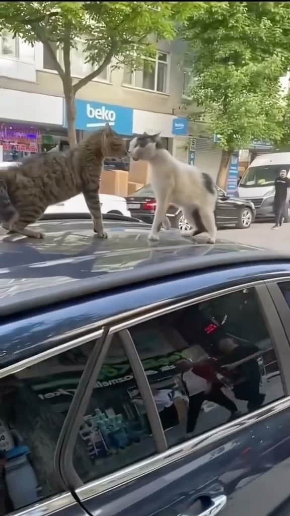 Cute Pets Dogs Catsのインスタグラム：「Turkey’s cats. 😄  Credit: yifanbmh4ef (tiktok)  For all crediting issues and removals pls DM .  Note: we don’t own this video, all rights go to their respective owners. If owner is not provided, tagged (meaning we couldn’t find who is the owner), pls DM and owner will be tagged shortly after.  #kitty #cats #kitten #kittens #kedi #katze #แมว #猫 #ねこ #ネコ #貓 #고양이 #Кот #котэ #котик #кошка#cutecats #meow #kittycat #catinstagram #catsclub #caturday #catsofig #bestmeow #exellent_」