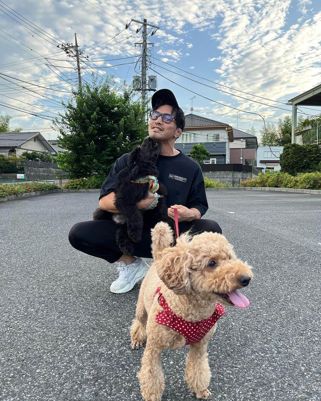 宮田和幸のインスタグラム：「散歩行くようになりました ミノはまだ長く歩けないけど。 早く仲良しになってほしい #トイプードル #スタンダードプードル」