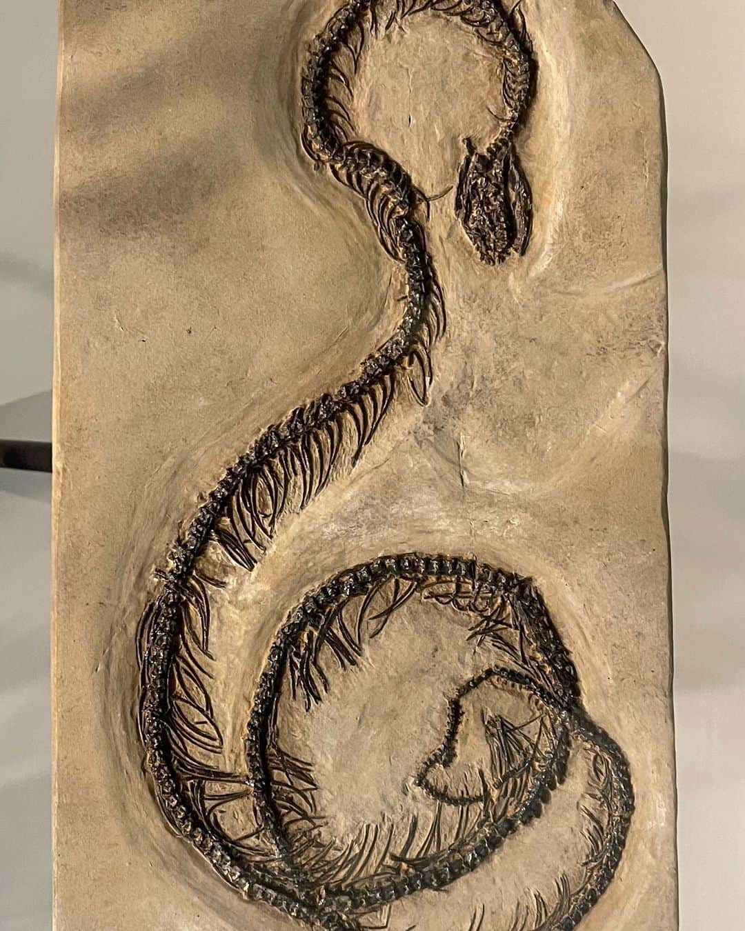 アメリカ自然史博物館のインスタグラム：「It’s Fossil Friday, so slither into the weekend with Boavus idelmani! Because of snakes’ delicate skeletons, good snake fossils are quite hard to come by. This specimen is from the Green River Formation of western North America, a rock unit renowned for the quality of its preserved fossils. Boavus is a small, early member of the Booidae—a large group of less advanced snakes that includes today’s boas and pythons. This ancient constrictor lived during the Middle Eocene some 50 million years ago. You can see it up close in the Museum's Hall of Vertebrate Origins.   Photo: M. Pelczar / © AMNH   #fossils #paleontology #history #naturalhistory #amnh #didyouknow」