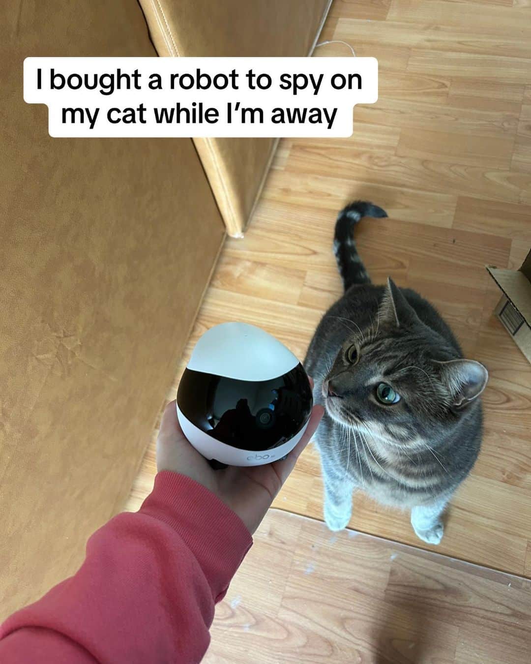 Cute Pets Dogs Catsさんのインスタグラム写真 - (Cute Pets Dogs CatsInstagram)「looks like he’s spying on the robot instead 🤨  Credit: beautiful kailiiiiiiii (tt) ** For all crediting issues and removals pls 𝐄𝐦𝐚𝐢𝐥 𝐮𝐬 ☺️  𝐍𝐨𝐭𝐞: we don’t own this video/pics, all rights go to their respective owners. If owner is not provided, tagged (meaning we couldn’t find who is the owner), 𝐩𝐥𝐬 𝐄𝐦𝐚𝐢𝐥 𝐮𝐬 with 𝐬𝐮𝐛𝐣𝐞𝐜𝐭 “𝐂𝐫𝐞𝐝𝐢𝐭 𝐈𝐬𝐬𝐮𝐞𝐬” and 𝐨𝐰𝐧𝐞𝐫 𝐰𝐢𝐥𝐥 𝐛𝐞 𝐭𝐚𝐠𝐠𝐞𝐝 𝐬𝐡𝐨𝐫𝐭𝐥𝐲 𝐚𝐟𝐭𝐞𝐫.  We have been building this community for over 6 years, but 𝐞𝐯𝐞𝐫𝐲 𝐫𝐞𝐩𝐨𝐫𝐭 𝐜𝐨𝐮𝐥𝐝 𝐠𝐞𝐭 𝐨𝐮𝐫 𝐩𝐚𝐠𝐞 𝐝𝐞𝐥𝐞𝐭𝐞𝐝, pls email us first. **」7月7日 23時59分 - dailycatclub