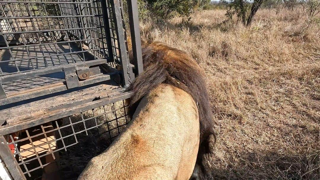 Kevin Richardson LionWhisperer のインスタグラム