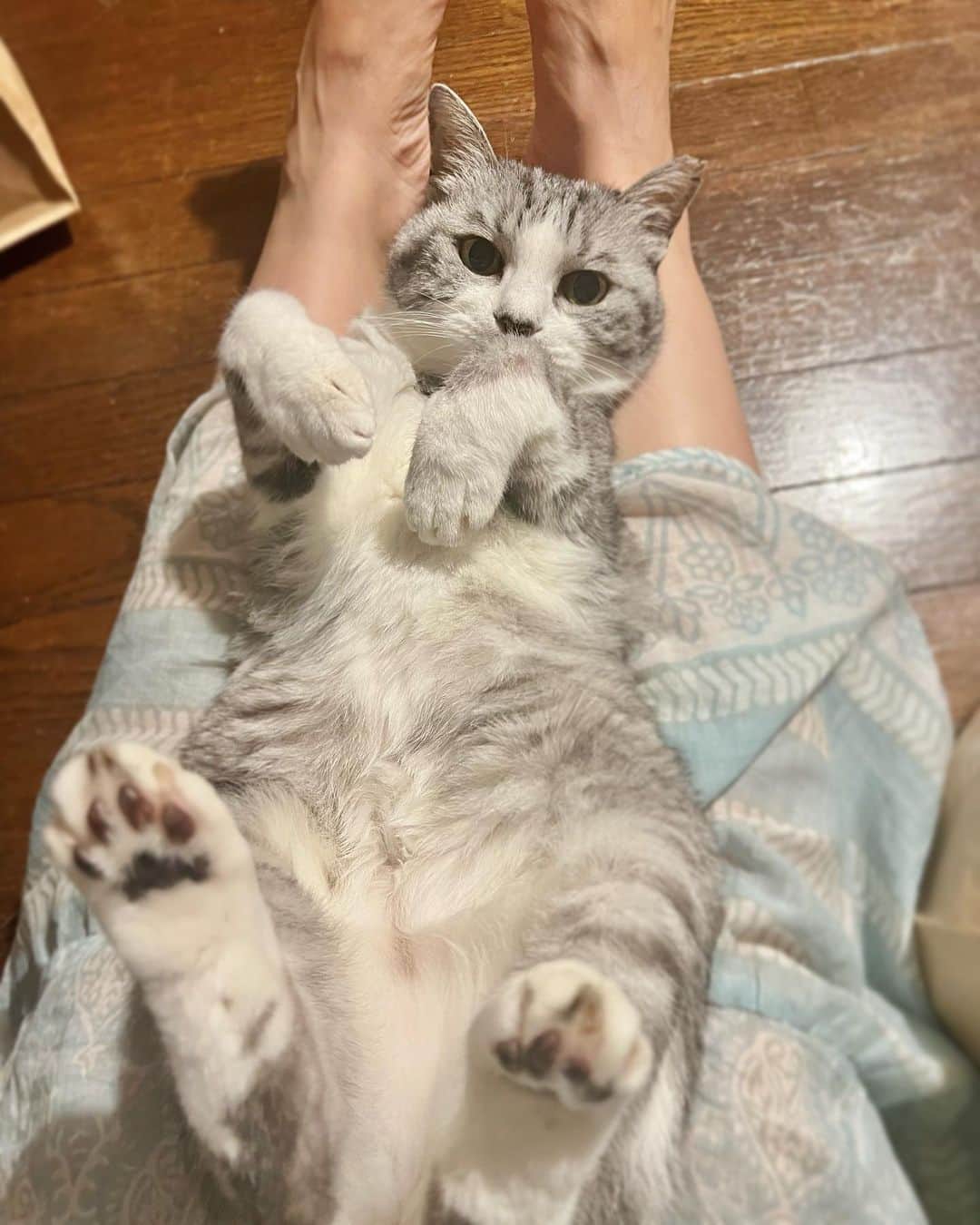 坂本美雨さんのインスタグラム写真 - (坂本美雨Instagram)「おばけ。 #cat #サバ美」7月8日 0時18分 - miu_sakamoto