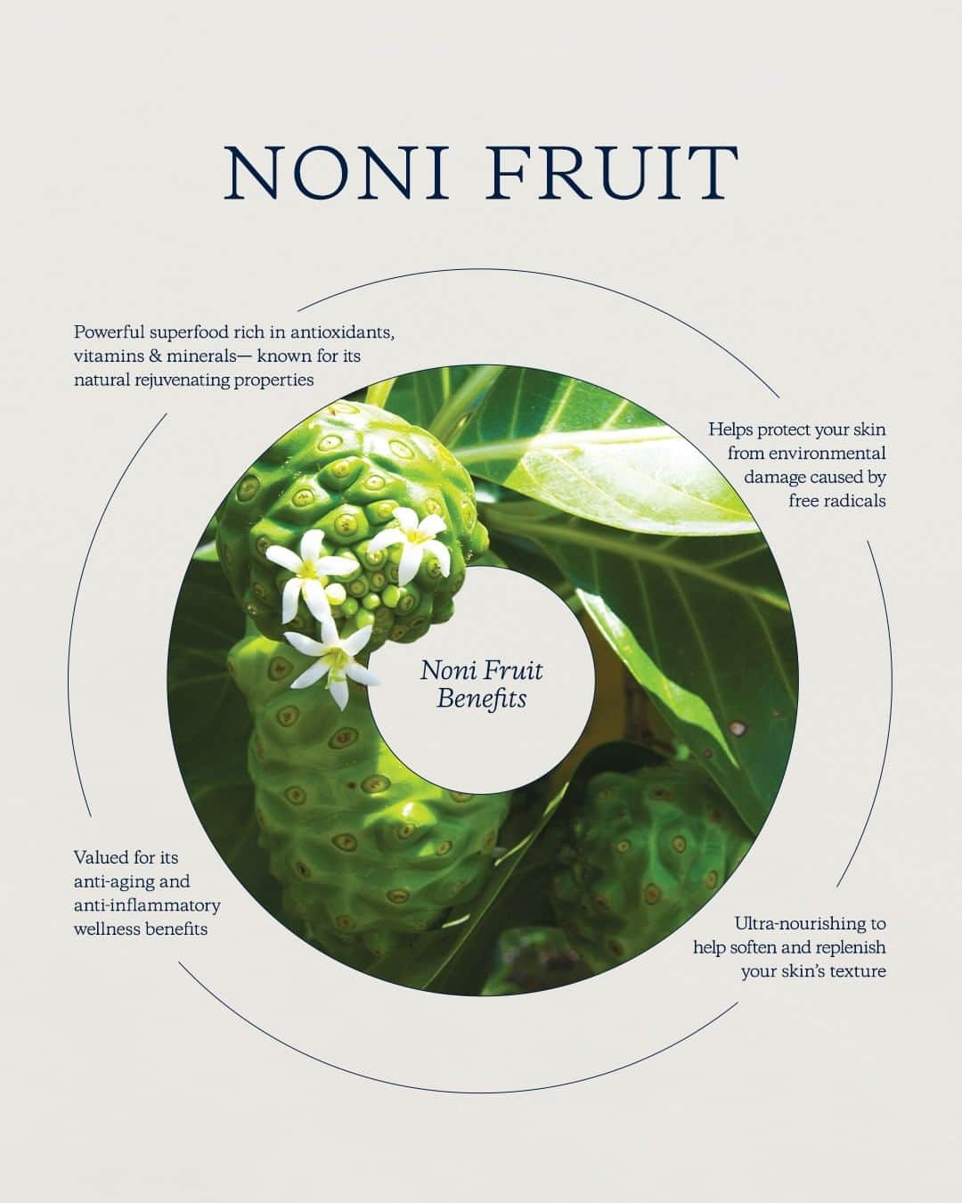 KORA Organicsさんのインスタグラム写真 - (KORA OrganicsInstagram)「Noni Fruit is a powerful superfood native to the South Pacific Islands. It's rich in antioxidants, vitamins, and minerals and is known for its natural rejuvenating properties ✨  🌱 Softens and replenishes skin’s texture 🌱 Anti-aging and anti-inflammatory benefits 🌱 Protects against environmental damage caused by free radicals  Discover the power of Noni Fruit in any one of our certified organic rituals.」7月8日 1時36分 - koraorganics