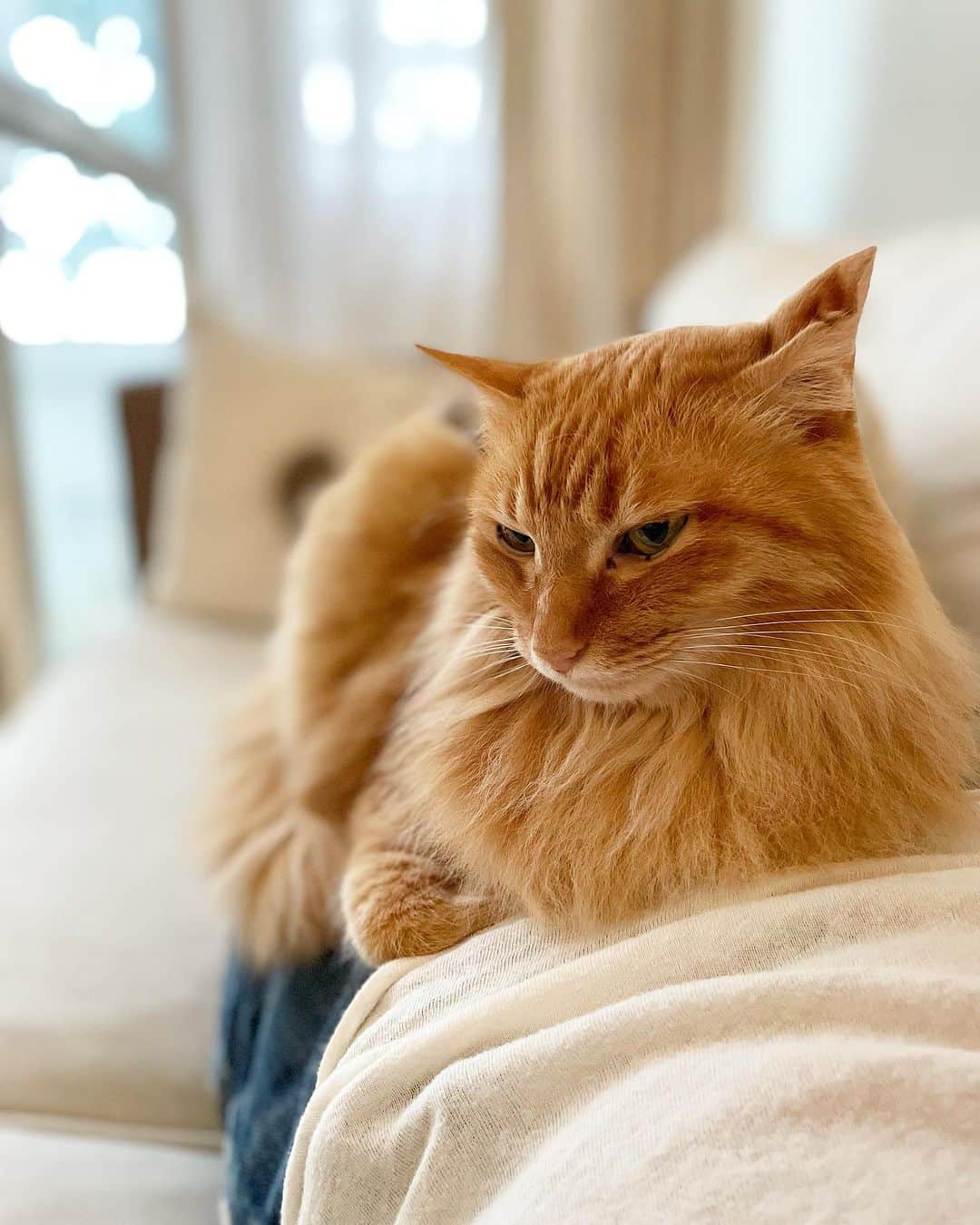 猫沢エミのインスタグラム：「彼が一族と過ごしたヴァカンスから、疲れた面持ちで帰ってきた。  お子さんをお持ちの親御さんは痛いほどわかると思うのだけど、家族ヴァカンスは親にとって、ぜんぜんヴァカンスじゃなかったりする。  家族問題の総合デパート猫沢家育ちの私にとって、毎年夏はヴァカンスどころか魔の季節だった。フタをしていた地獄の釜が開くように発覚し続ける珍事の数々……そんな実家へ、誰が銘菓ひよこ🐤をぶら下げて、スキップしながら帰れるというのか。  「昔から、あるヴィジョンを持っててさ。実家に帰ると、なぜかみんな弱るっていうの。〝スーパーマン〟ってさ、故郷のクリプトン星の石を触ると、とたんに弱くなるじゃん？　あれって、みんなが持ってる〝ルーツには痛みがある〟ってことの象徴だと思ってて」っていう話をポツリポツリとした。  にゃんフラが終わって一息ついたころ。  ヴァカンスってのは、なにも体丸ごと休むことだけを指すものじゃない。お父さんを休む、役職を休む、気遣いを休む、やたらと心配症な自分を休むetc.... おつかれ、がんばる良きお父さん。  #ユピ坊 はイメージです　#猫パリ　#ねこしき　#猫沢エミのインターナショナル五十路ライフシフト  #猫沢エミリーパリへ行く　#自分の一部をヴァカンスしてみよう」