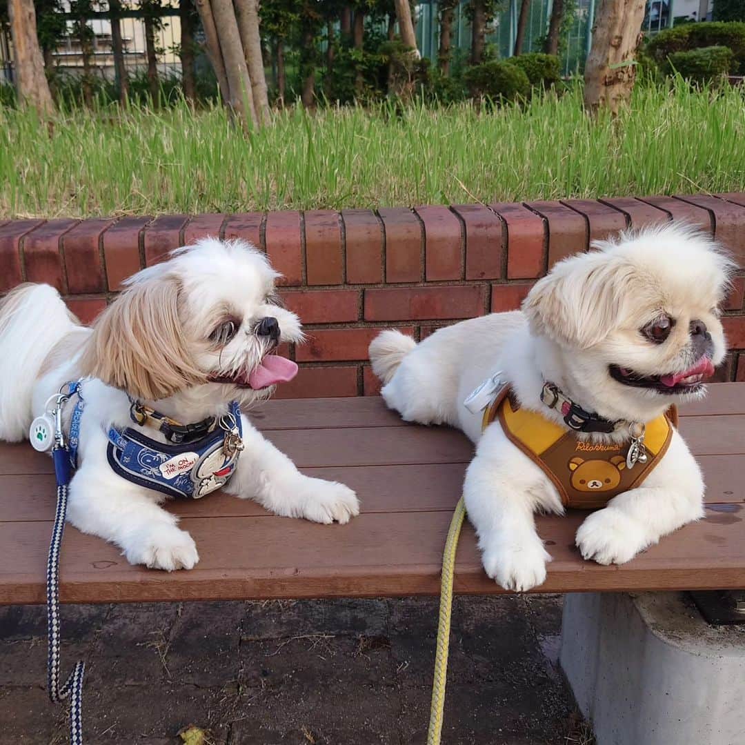 Kukkaのインスタグラム：「ひとやすみ #ペキニーズ #シーズー」