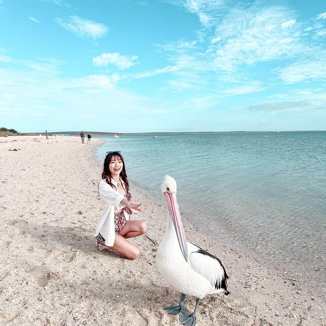 溝呂木世蘭さんのインスタグラム写真 - (溝呂木世蘭Instagram)「野生のイルカと会える？  📍 Monkey Mia Conservation Park Visitor Centre  ここでは野生のイルカや、ペリカン、エミューと会うことができます♡  午前中に行くのがおすすめ！！！  野生のイルカがご飯を食べに 遊びに来てくれるよ！！  もちろん野生だから 来てくれるか、何頭くるかはその時次第だけど、  ご飯を食べに浅瀬に来てくれるからかなりの確率で会えちゃう🫢  個人的にペリカンも可愛くてきゅんでした！🫶  #野生のイルカ#野生動物#ペリカン#エミュー#動物好き#オーストラリア#Perth#モンキーマイヤ#モンキーマイヤビーチ #西オーストラリア#旅好き#旅行好き#旅んちゅ#タビジョ#女子旅#ロードトリップ#キャンピングカー」7月22日 20時12分 - seran_0422