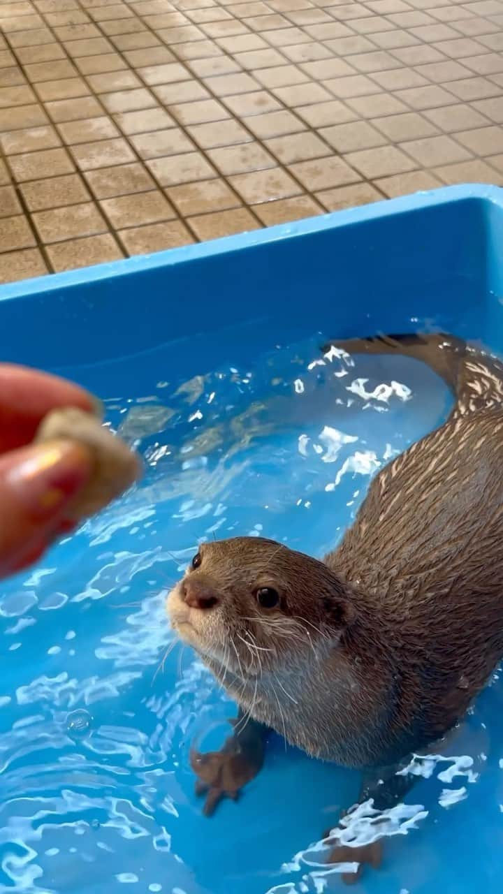 カワウソきなこのインスタグラム：「犬みたいなカワウソ🦦💕  公式LINEアカウント https://lin.ee/aA38cSI  YouTube https://www.youtube.com/channel/UC0qP3e6Ys9EycNiHQ4yU3GQ  #多頭飼い #カワウソ #かわうそ #コツメカワウソ #カワウソきなこ #かわいい #癒し #エキゾチックアニマル #ペット #otter #pet #cute #exoticanimal #수달 #выдра #youtube #instagram」