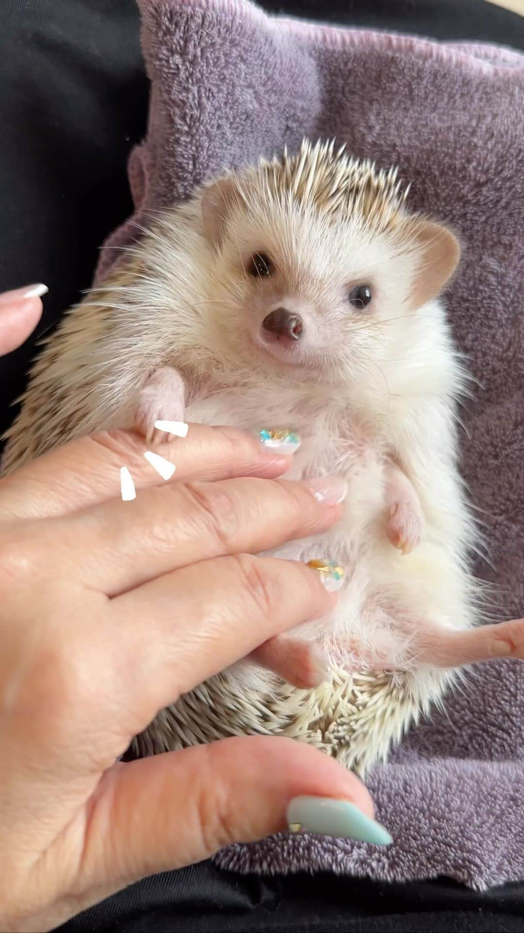 ラド&ティンクのインスタグラム：「Cute hedgehog grabbing her owner's hand.🖐️  model ： Flan  見つめ合いながらマッサージの時間。 飼い主の手、掴んでて、  きゅん❤️  この前、飼い主ベビーオイルでお風呂上がりに脚をマッサージしたら、翌日、フランにめっちゃ興奮されてしまった💦💦 匂い変わるとダメな子多いから、 びっくりする💦💦  そのうち慣れてくれるんだけど、 リアムやミアは平気だったから、 その子ならでの好き嫌いな匂いがあるんだろうなぁ、、、。  何年ハリネズミを飼ってても まだまだ知らないことや驚くことがあるなぁ。  そして、リールの音楽鳴らない💦 バグかなぁ💦💦  #はりねずみのフラン #はりねずみ #ハリネズミ #針鼠 #igersjp #pecotv #hedgehog #hedgie」