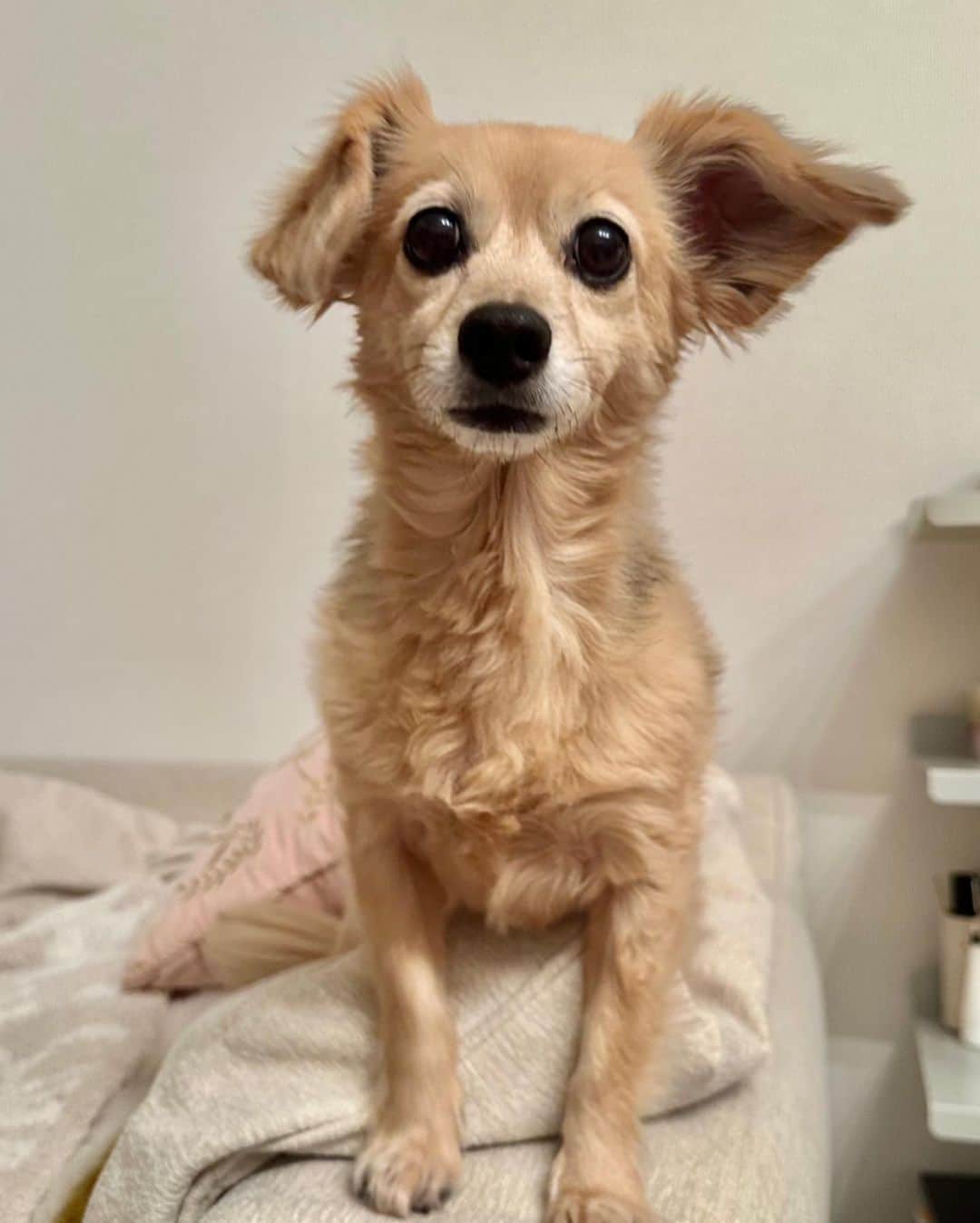 マギーのインスタグラム：「うちの子が10歳になりました🐕💕💕💕💕 なんだか感慨深くて。 私の20代全部一緒にいてくれて、もう本当に大変だった時もそばにいてくれて。 るくが居てくれたから、たくさんの癒しと幸せを感じれた🩷そしてたくさんの笑いも！(感情が全部顔にでるから毎日おかしくて笑っちゃうの笑)  るくは犬嫌いで、というか興味がなくて、人間が好き！かわいいって言葉が聞こえると振り向いて行くし、私の言葉も良く聞いてる。唯一無二の相棒ってかんじ！  二桁にはいったから、寂しい気持ちも正直あるけど、まだまた長生きしてもらって！たくさん一緒にハッピーな時間を過ごそうね😚💗  #チワックス #よくにてるって言われます笑」