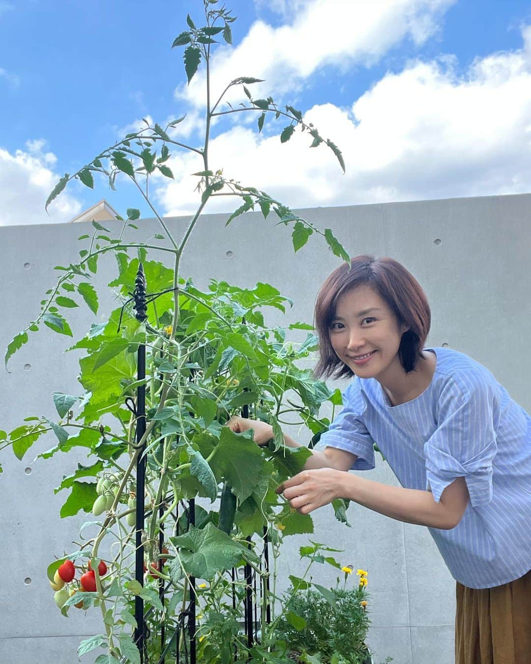 山口もえさんのインスタグラム写真 - (山口もえInstagram)「・  梅雨が明けて夏がやってきた♡ #家庭菜園 も太陽浴びて元気だよー ミニトマトとピーマンが天敵に狙われ 退治するのに大変だったけど。 自分でもビックリするくらい 虫に強くなってきた！笑 採れたて野菜の味は最高 食べる分だけ収穫して 朝から美味しく頂きました🥗 明日はラジオ体操起きられますように！  #ガーデニング #プランター菜園  #レイズドベッド  #どんどん #虫に強くなってく #笑 #🍅#🥒 #梅雨明け #夏 #summer」7月22日 20時58分 - moe_yamaguchi0611