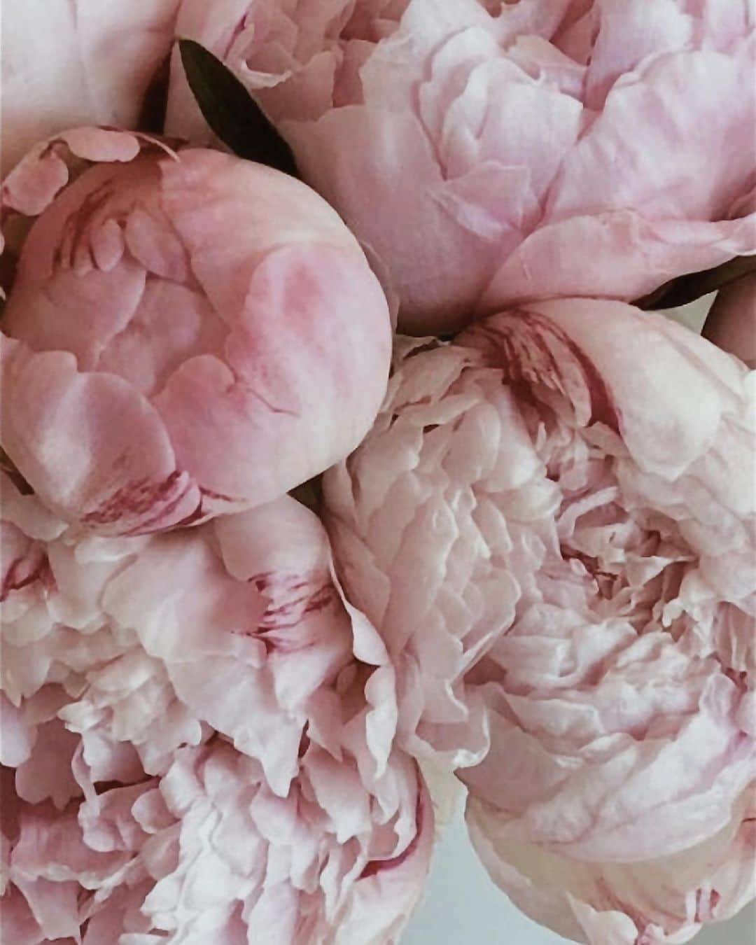 Yukicoさんのインスタグラム写真 - (YukicoInstagram)「𓆱𓆸𓆹𓆺  🍃🌸🍃🌸🍃  ————————————————————— 見てくださる方にプラスになる投稿をしていきます 是非いいね♡フォロー♡ よろしくお願いいたします𓅟 私の写真の編集については フォトレッスンでレクチャーをしています —————————————————————  #flowers#flowerpower#flowerphotography#flowerporn#flowerslovers#flowerstagram#bouquet#bouquets#btsarmy#jiminpen#btsjimin #ジミンペン」7月22日 20時58分 - yukicolifecom