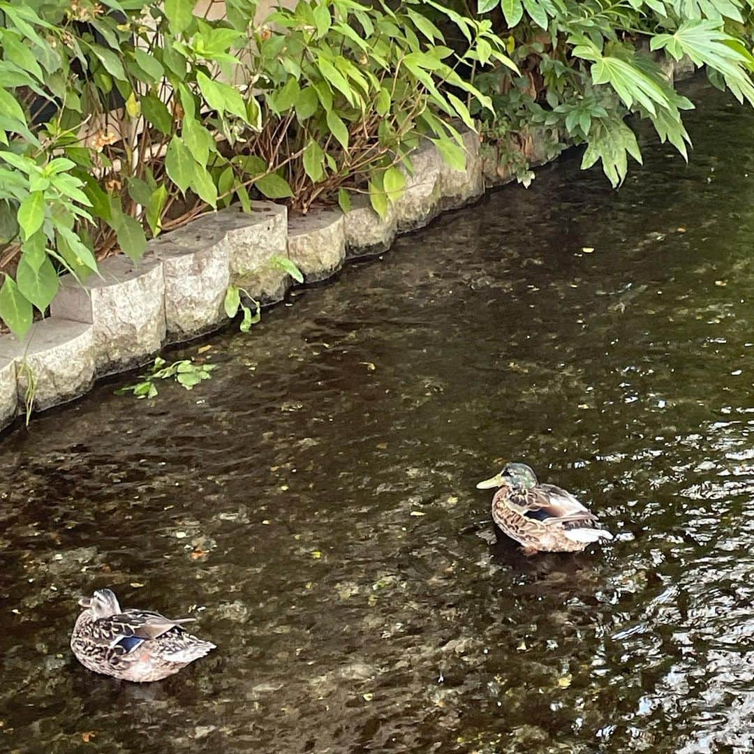 佐藤優萌さんのインスタグラム写真 - (佐藤優萌Instagram)「一枚目いい笑顔ですが、夏は嫌いです」7月22日 21時00分 - 7827__me