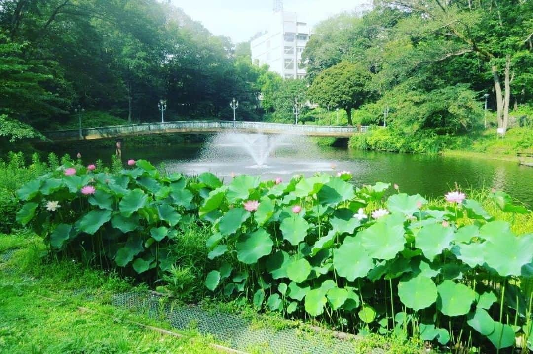 Soka Universityのインスタグラム：「Campus Seasonal Photos July② Nature photos of the campus. #discoversoka #sodaigram #sodaipictures #sokauniversity #創価大学 #hachioji #八王子 #tokyo #東京 #campus #キャンパス #university #大学 #students #学生 #nature #自然 #June #文月 #summer #夏 #fourseasons #四季 #environment #環境」