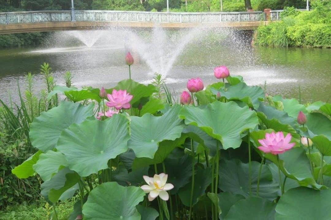 Soka Universityさんのインスタグラム写真 - (Soka UniversityInstagram)「Campus Seasonal Photos July② Nature photos of the campus. #discoversoka #sodaigram #sodaipictures #sokauniversity #創価大学 #hachioji #八王子 #tokyo #東京 #campus #キャンパス #university #大学 #students #学生 #nature #自然 #June #文月 #summer #夏 #fourseasons #四季 #environment #環境」7月22日 12時32分 - sokauniversity