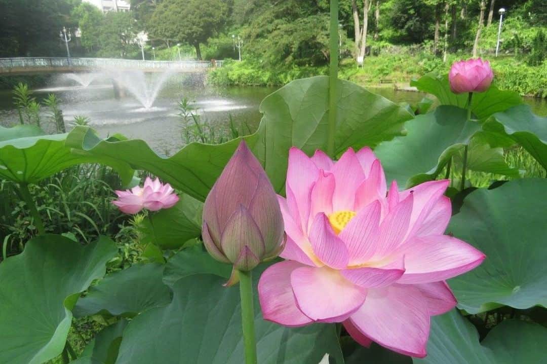 Soka Universityさんのインスタグラム写真 - (Soka UniversityInstagram)「Campus Seasonal Photos July② Nature photos of the campus. #discoversoka #sodaigram #sodaipictures #sokauniversity #創価大学 #hachioji #八王子 #tokyo #東京 #campus #キャンパス #university #大学 #students #学生 #nature #自然 #June #文月 #summer #夏 #fourseasons #四季 #environment #環境」7月22日 12時32分 - sokauniversity