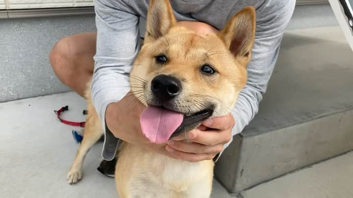 ねりお弘晃のインスタグラム：「⠀ ⠀ 赤丸360度🔴🐶  #山陰柴犬 #柴犬 #shibainu #小田原 #箱根 #furminator」