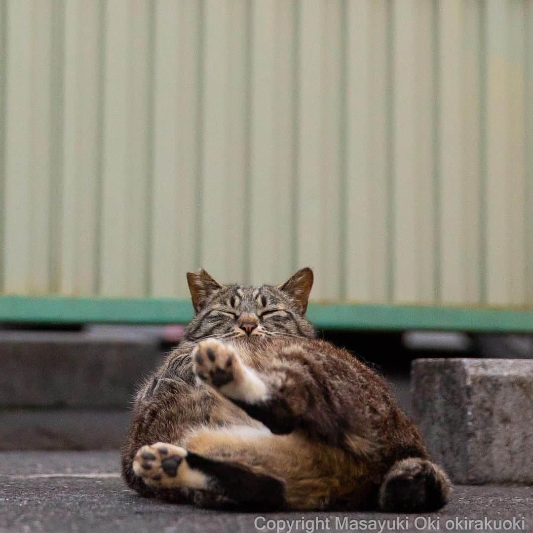 Masayukiさんのインスタグラム写真 - (MasayukiInstagram)「ねこむすび。  #cat #ねこ #猫 #東京カメラ部 #nekoclub  #mmgtw #my_eos_photo  #yourshotphotographer」7月22日 13時50分 - okirakuoki