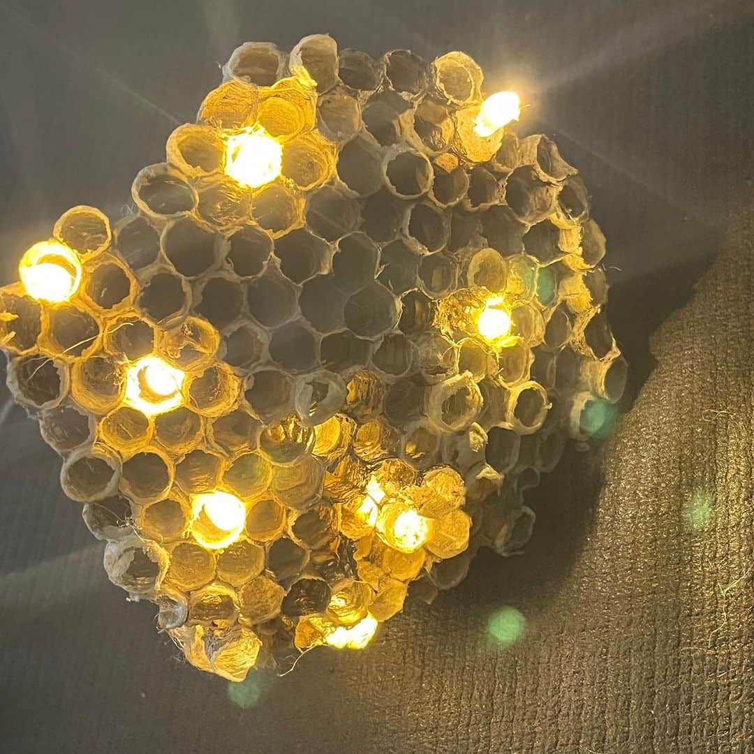 内澤旬子のインスタグラム：「アシナガバチの巣灯り」