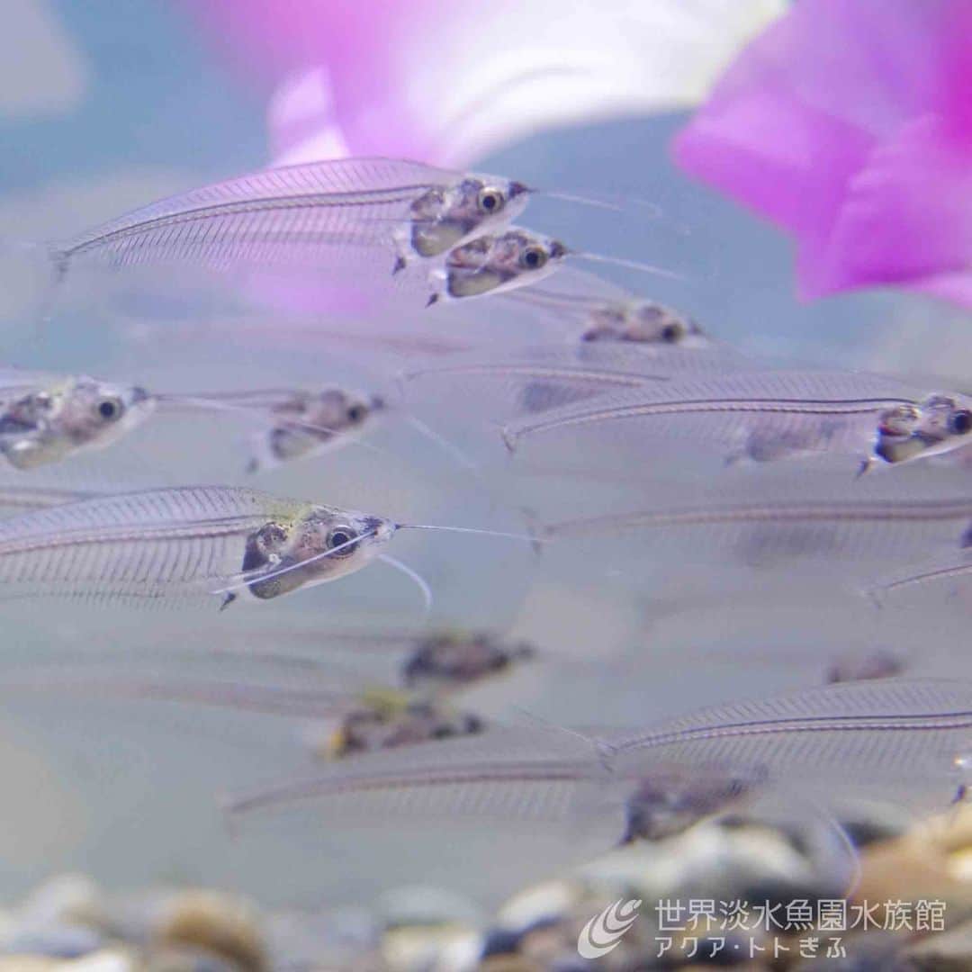 世界淡水魚園水族館 アクア・トト ぎふさんのインスタグラム写真 - (世界淡水魚園水族館 アクア・トト ぎふInstagram)「テーマ水槽は『水中の風鈴まつり』を展示しています。  ガラス風鈴のように透明な魚が泳ぐ様子は、なんとも涼しげです。  #アクアトト #水族館 #aquarium #夏 #夏休み #風鈴 #オアシスパーク #河川環境楽園」7月22日 14時26分 - aquatotto_gifu