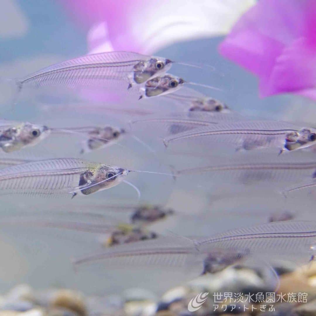 世界淡水魚園水族館 アクア・トト ぎふのインスタグラム：「テーマ水槽は『水中の風鈴まつり』を展示しています。  ガラス風鈴のように透明な魚が泳ぐ様子は、なんとも涼しげです。  #アクアトト #水族館 #aquarium #夏 #夏休み #風鈴 #オアシスパーク #河川環境楽園」