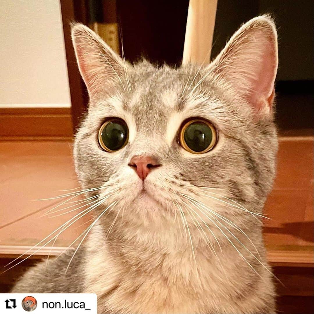 【公式】いぬのきもち・ねこのきもちのインスタグラム：「#Repost @non.luca_ さんのルカちゃん。  2歳になったけど、 まだあどけないベビーフェイスで 可愛いね😍❤️  ハッシュタグ #いぬのきもち #ねこのきもち に投稿いただいた可愛い写真をご紹介しています！ 「いぬのきもちWEB　MAGAZINE」、「ねこのきもちWEB MAGAZINE」でもご紹介させていただくことも！  -------------------  .  #ねこ #猫  #ねこすたぐらむ #ねこのきもち #ねこ好き #ねこと暮らす #ねこ好きさんと繋がりたい #猫好きな人と繋がりたい #猫がいる生活 #猫と暮らす#猫好き #cat #catstagram #catsofinstagram #cats_of_instagram  #スコティッシュフォールド #スコティッシュストレート #ブルータビー#scottishfold #scottishstraight」