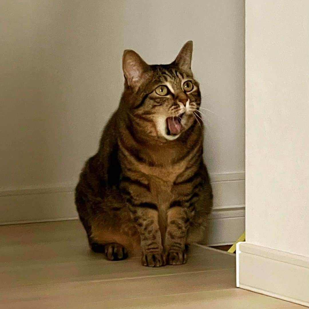 田中要次のインスタグラム：「なにを見た？なんて言ってる？ #猫Sabi #Bo_nyans #猫のいる暮らし」