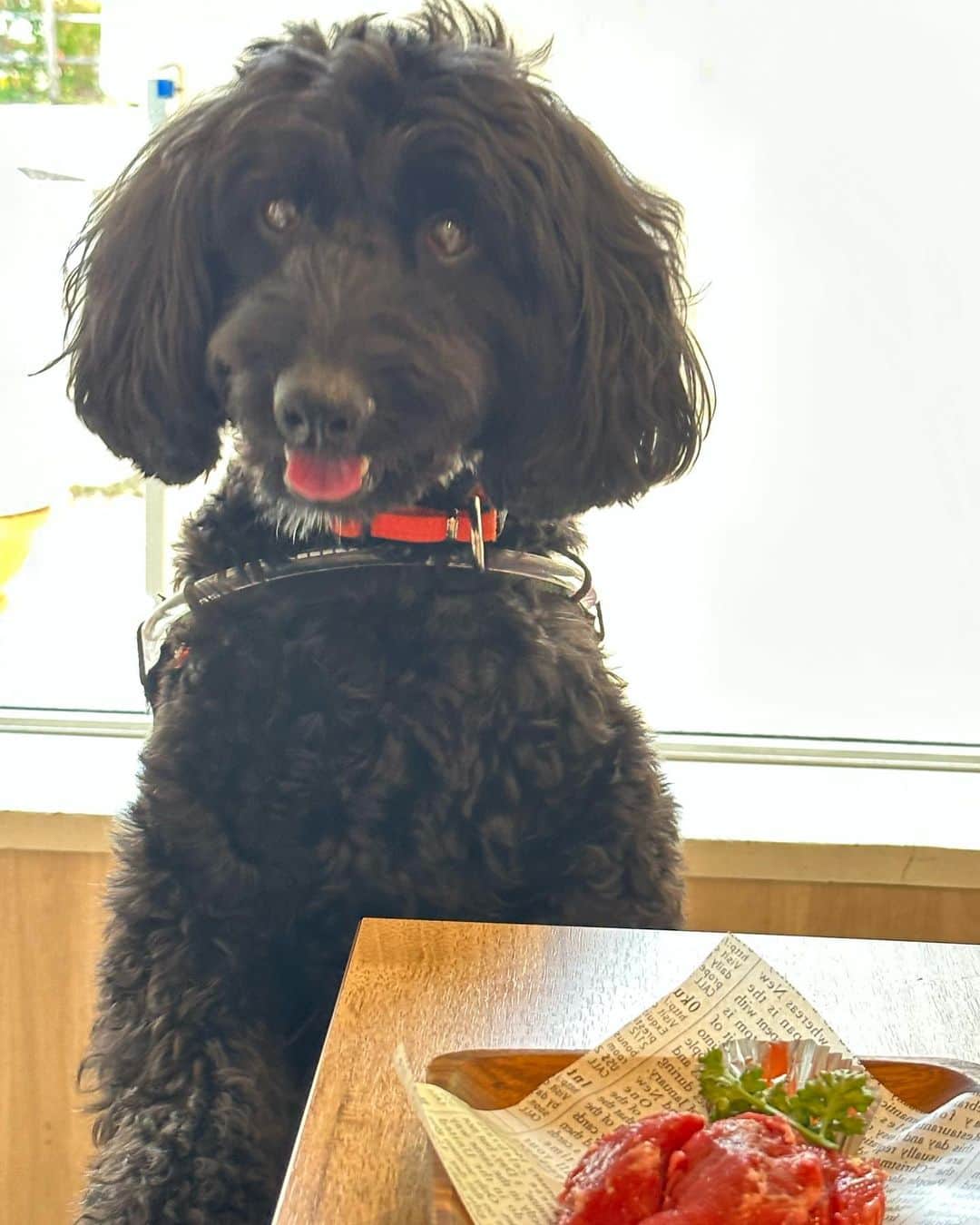 高嶋ちさ子さんのインスタグラム写真 - (高嶋ちさ子Instagram)「お台場の焼肉屋さんは、なんとペットok どころか、犬用の焼肉もある！！ 素晴らしい👍 並びにあるカフェで食後のデザート🍨  これじゃドッグフード食べなくなるよね… @ushisuke_official  @dogdept_odaibadex」7月22日 15時58分 - chisakotakashima