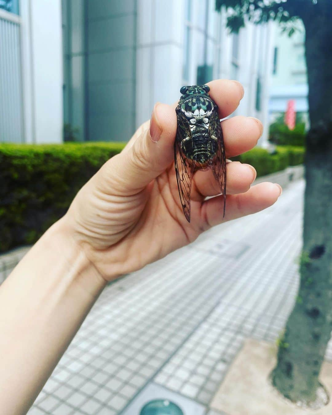 篠原かをりさんのインスタグラム写真 - (篠原かをりInstagram)「お台場冒険王ふれあいの森行ってきました！ 4枚目は外で捕まえたセミです  #お台場 #お台場冒険王 #昆虫」7月22日 16時04分 - kawori_rat