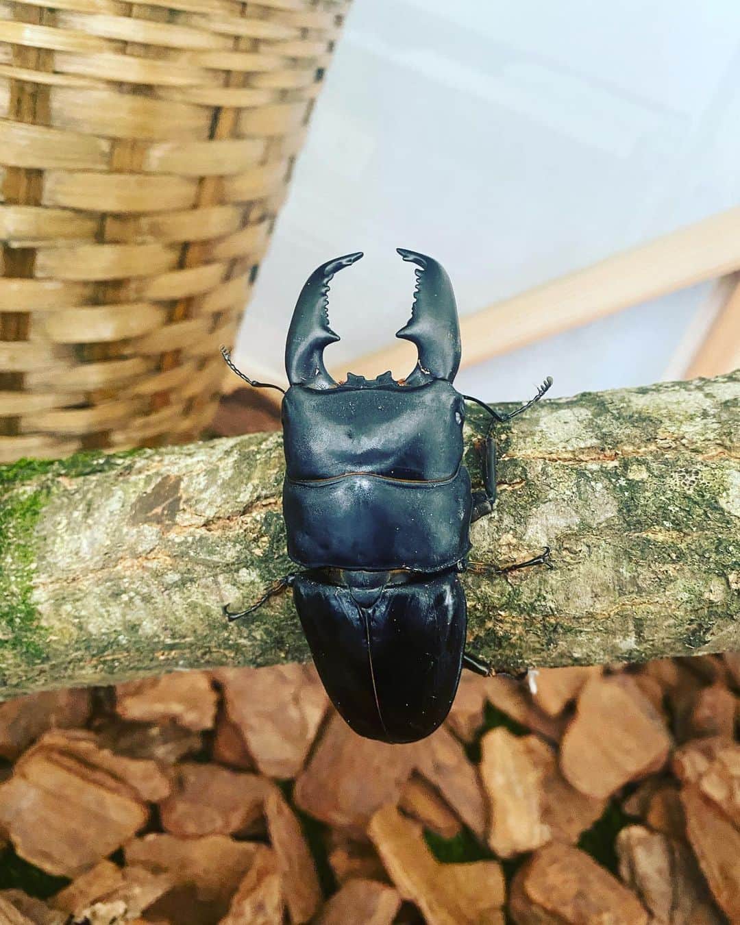 篠原かをりさんのインスタグラム写真 - (篠原かをりInstagram)「お台場冒険王ふれあいの森行ってきました！ 4枚目は外で捕まえたセミです  #お台場 #お台場冒険王 #昆虫」7月22日 16時04分 - kawori_rat