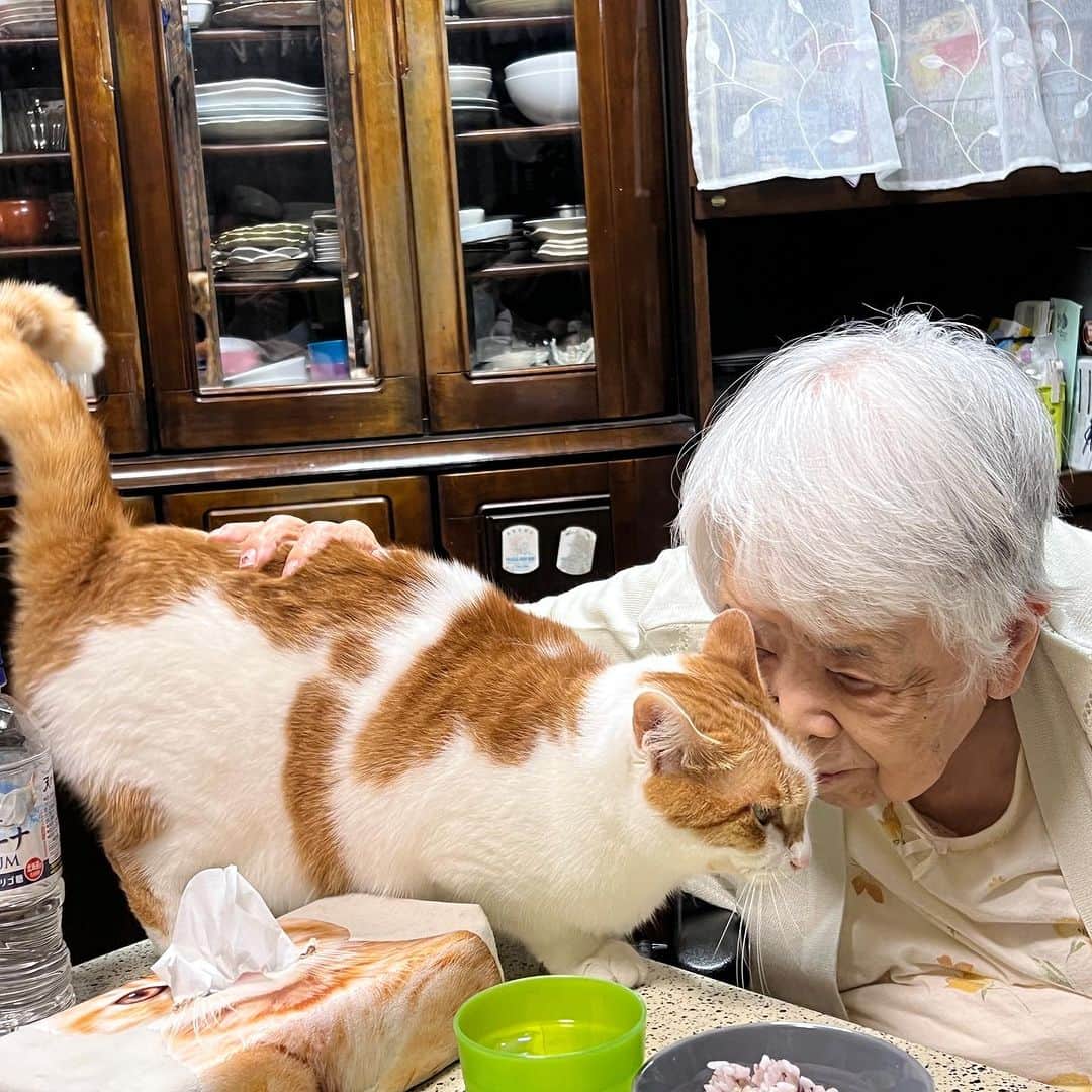 Kachimo Yoshimatsuさんのインスタグラム写真 - (Kachimo YoshimatsuInstagram)「バーバとおいちゃん｡ 腰ポン、腰ポン 大好き 腰ポン  #うちの猫ら #猫 #oinari #バーバ #バーバと猫 #ねこ #ニャンスタグラム #にゃんすたぐらむ #ねこのきもち #cat #ネコ #catstagram #ネコ部 http://kachimo.exblog.jp」7月22日 16時23分 - kachimo