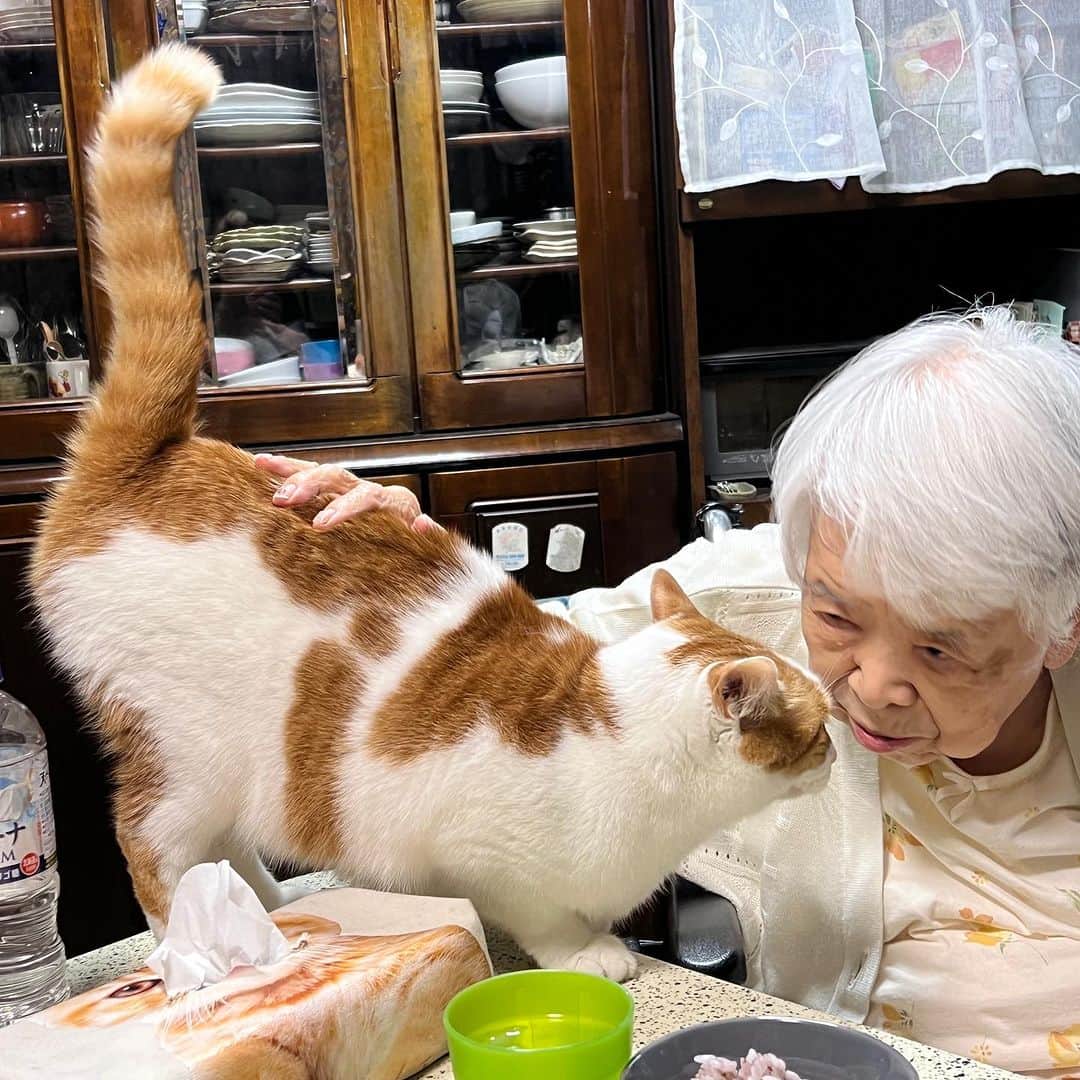 Kachimo Yoshimatsuさんのインスタグラム写真 - (Kachimo YoshimatsuInstagram)「バーバとおいちゃん｡ 腰ポン、腰ポン 大好き 腰ポン  #うちの猫ら #猫 #oinari #バーバ #バーバと猫 #ねこ #ニャンスタグラム #にゃんすたぐらむ #ねこのきもち #cat #ネコ #catstagram #ネコ部 http://kachimo.exblog.jp」7月22日 16時23分 - kachimo