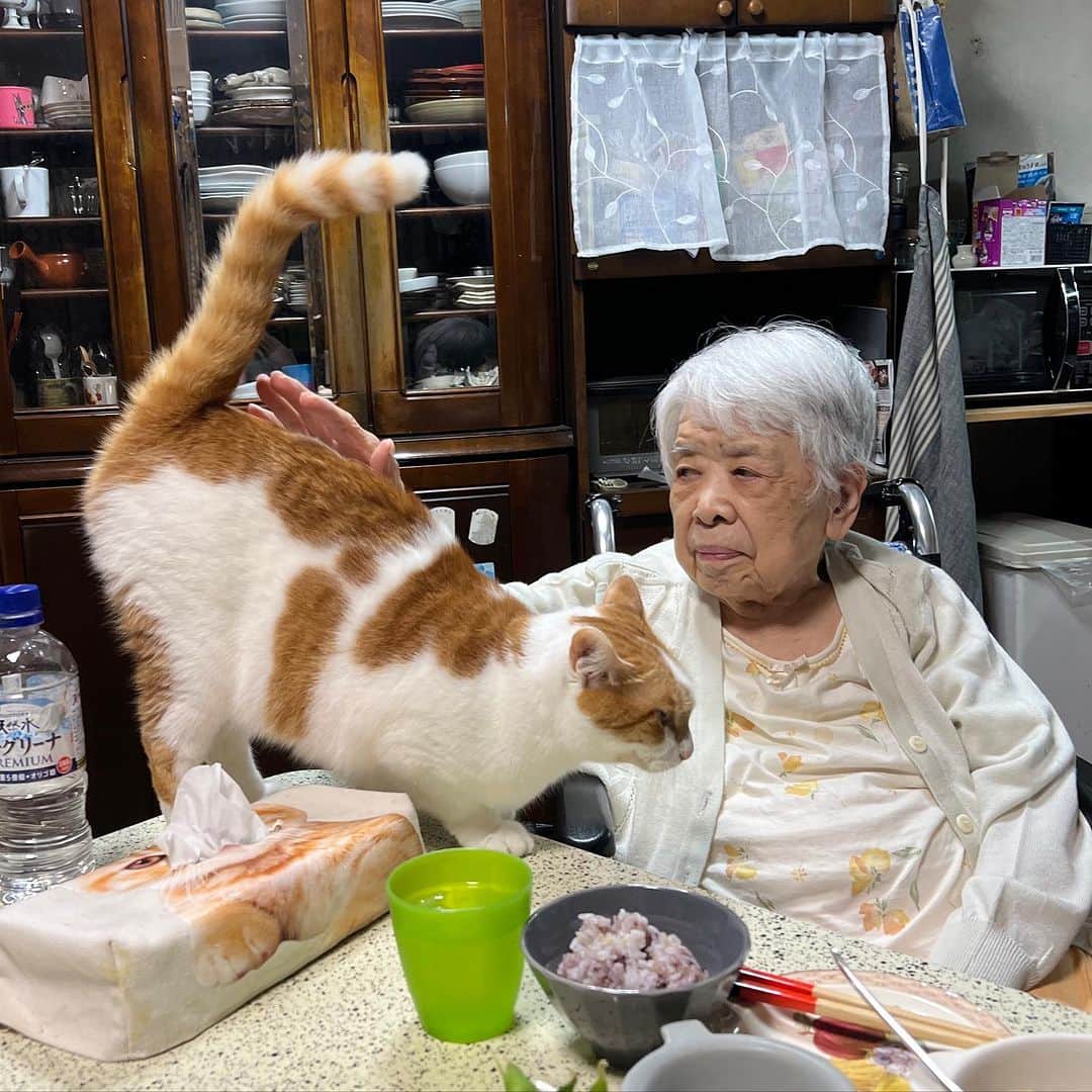 Kachimo Yoshimatsuのインスタグラム：「バーバとおいちゃん｡ 腰ポン、腰ポン 大好き 腰ポン  #うちの猫ら #猫 #oinari #バーバ #バーバと猫 #ねこ #ニャンスタグラム #にゃんすたぐらむ #ねこのきもち #cat #ネコ #catstagram #ネコ部 http://kachimo.exblog.jp」