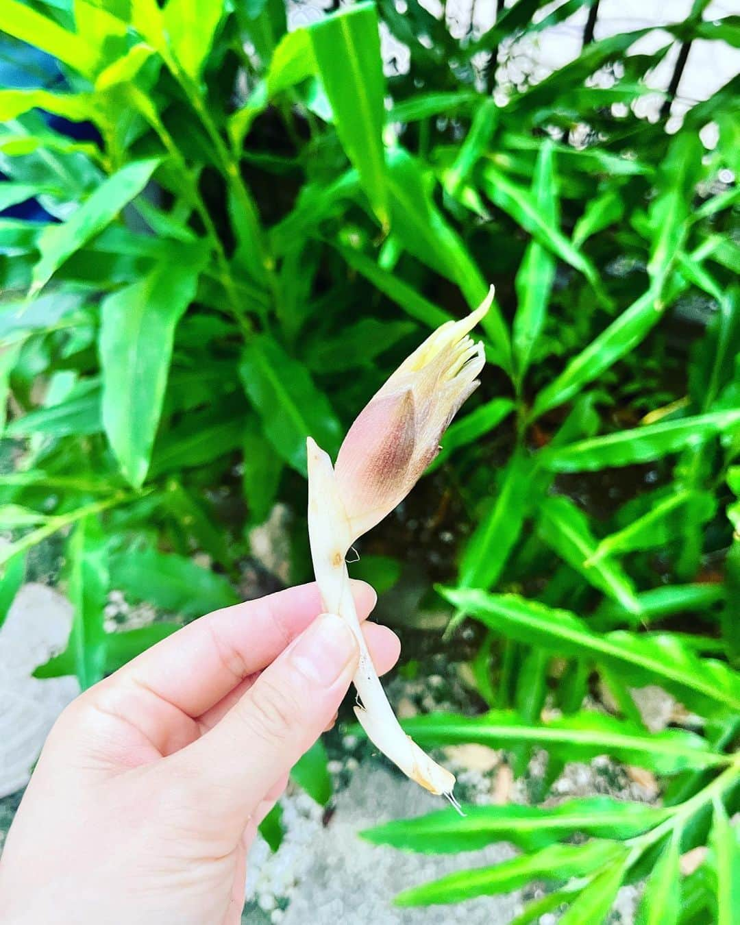 浅川稚広のインスタグラム：「#自家栽培茗荷  夏の素麺の薬味に欠かせません✨ 新鮮なものが沢山食べれるのが嬉しい🩵」