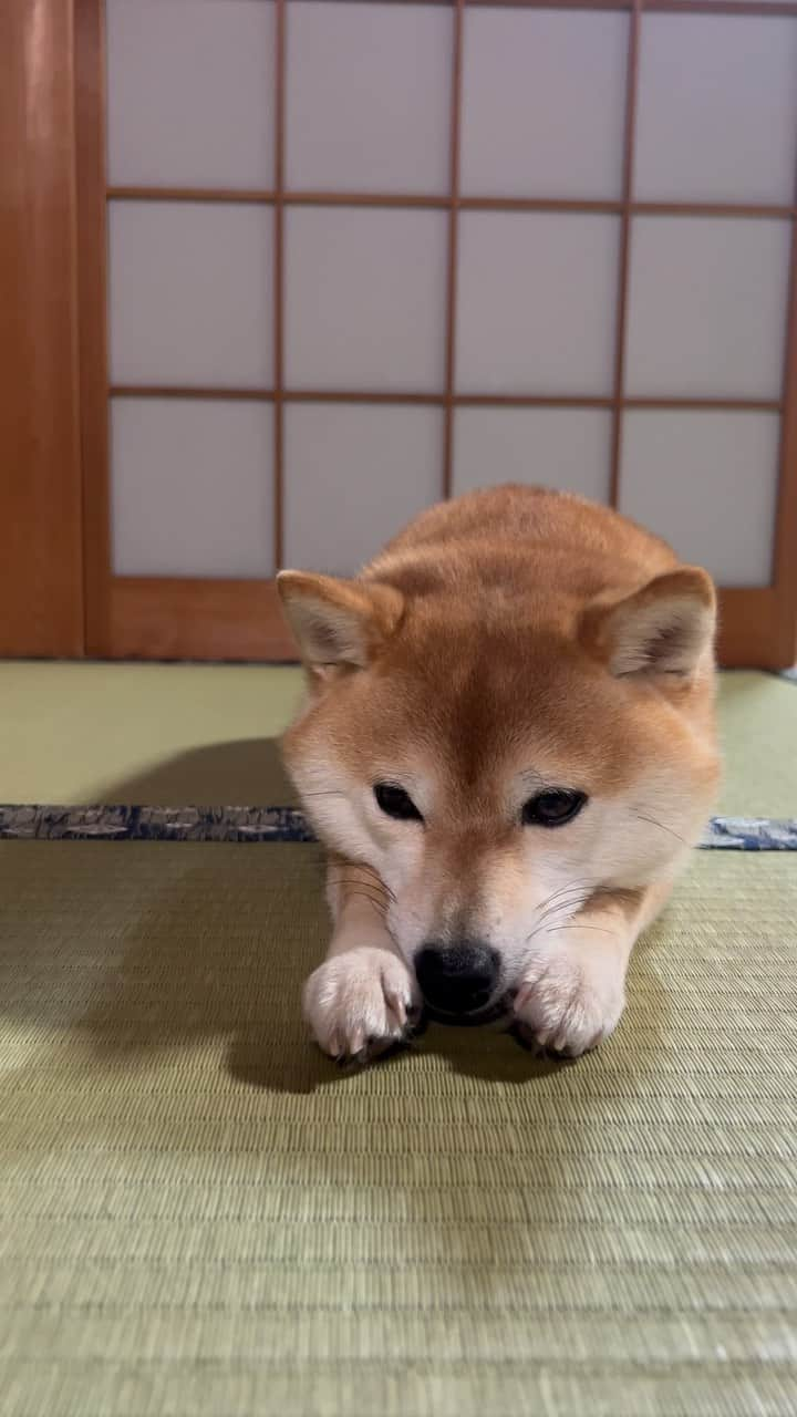 豆柴 サニーちゃんのインスタグラム：「ラムの夏休み🌻 . . 和犬は畳が似合うなぁ🐶 . . #さにらむ劇場 #柴犬#豆柴 #赤柴#豆柴子犬#豆柴多頭飼い #まめしば#しばいぬ#anicas#shiba_snap #shibainu#shiba#mameshiba#shibastagram #豆柴サニーちゃん#豆柴ラムちゃん#さにらむ #さにらむ2023#さにらむどん」