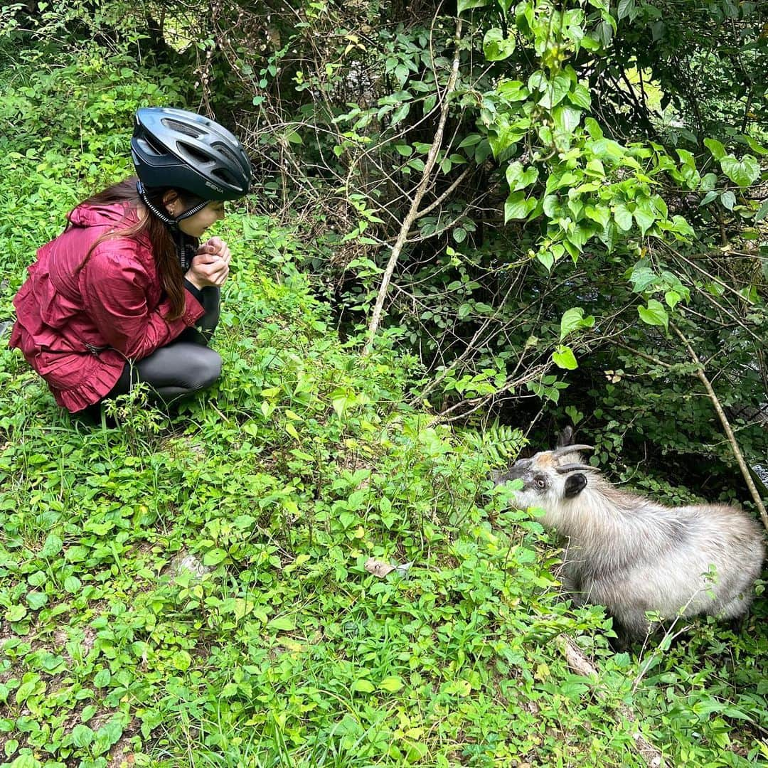 楪望のインスタグラム：「* 奥多摩の山道をライドしてたら、特別天然記念物のニホンカモシカと遭遇したよー！😳😳😳 近付いても全然逃げたりしなくて🐐こっちが驚いたという。🫣 名前にシカって付くけど、ウシ科なんだよね🐮  奥多摩ライドツアー🚵‍♀️ 写真たくさん撮ったから、またアップさせてくださいな🙌 夏の楽しい思い出、１つ増えました🥹✨ #ニホンカモシカ #カモシカ #遭遇 #ずっと葉っぱ食べてた #奥多摩 #東京 #ライド #サイクリング #トレッキング #cycling #チャリダー #夏 #🚵‍♀️ #⛰️ #🐐」