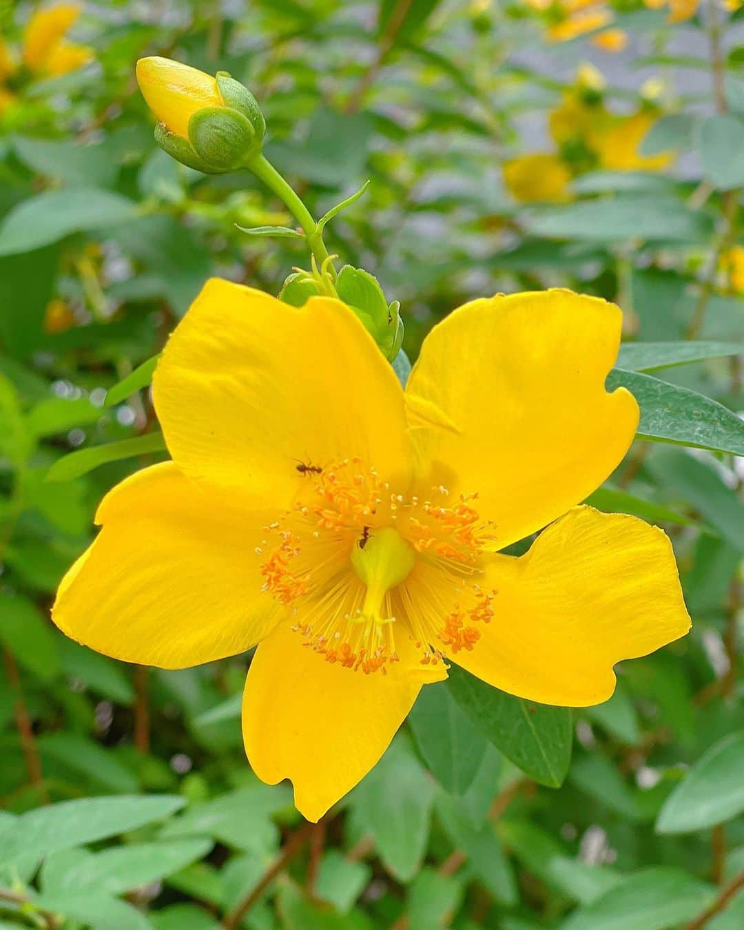 百合華のインスタグラム：「#お散歩道で見つけたお花 🐾  #ヒペリカムの花言葉は悲しみは続かない ✨✨✨  #花 #お花 #花言葉 #花の写真  #花に想いを  #花スタグラム  #花言葉シリーズ  #お花のある暮らし  #お花に癒される日々  #お花を撮るのが楽しい  #お花の蜜を吸いにくる蟻 #お花には妖精さんがいるよ  #お花って幸せな気持ちになる  #お花を育ててくださる方に感謝  #お花のエネルギーって素晴らしい」