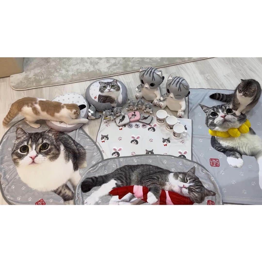 もちまるさんのインスタグラム写真 - (もちまるInstagram)「クレーンゲームを楽しむ猫たち」7月22日 18時07分 - catmotimaru