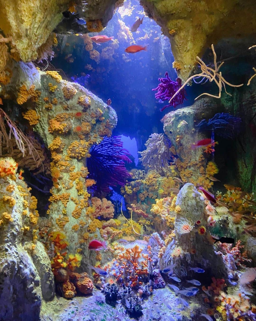 のインスタグラム：「先日コンサート帰りに娘とサンシャイン水族館へ🐟✨ アリエル！アリエル！って言うので何かと思ったら、この水槽！ たしかに、リトルマーメイドに出てきそうな感じ☺️✨素敵〜💓 . #サンシャイン水族館 #池袋 #子連れ水族館 #リトルマーメイド」