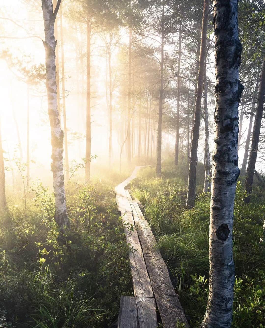 フィンランド政府観光局のインスタグラム：「フィンランドでは森に行ってみましょう。🌲 探していたものが見つかるかもしれません。💚 ． 📸 @jukkapaa Kiitos! 🙏#visitfinland #ourfinland #visitfinlandjp #finland #北欧旅行 #travelgram #フィンランド #フィンランド政府観光局 #北欧 #travel #instatravel #travel #travelgram #travelling #traveler #旅したくなるフォト #旅行 #旅 #海外旅行 #travelphotography #旅行大好き #旅行好き #旅スタグラム #旅好き #ヨーロッパ旅行 #旅に出たい #トラベル #癒し #森」