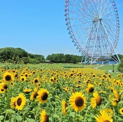 レッツエンジョイ東京さんのインスタグラム写真 - (レッツエンジョイ東京Instagram)「昼も夜も楽しめる！約3万本のひまわり🌻✨  8/13(日)まで葛西臨海公園で「花と光のムーブメント」開催中！  ■ひまわり花壇 大観覧車そばで、4種類・約3万本のひまわりが咲き誇ります。空の青とひまわりの黄色の夏らしい迫力あるコントラストが楽しめます！  ■ライトアップ 夜間は「海とひまわり」をテーマにしたライトアップで園内を演出。海をイメージした青色のライトとひまわりの色を際立たせる白色のライトで、ひまわり花壇や園内が昼間とは一味違った幻想的な雰囲気になります。 【実施時間】18:30～21:00 ※荒天中止  🔸葛西臨海公園 📍東京都江戸川区臨海町6-2 🚉葛西臨海公園  #レッツエンジョイ東京 #おでかけ #おでかけスポット #デート #デートスポット #東京デート #東京観光 #東京イベント #東京イベント情報 #お散歩 #ひまわり #ひまわり畑 #向日葵 #sunflower #花の写真 #花が好き #花スタグラム #はなまっぷ #季節の花 #花好きな人と繋がりたい #日本の美しい花風景 #休日の過ごし方 #summer #夏 #夏イベント #ライトアップ #ライトアップイベント #花と光のムーブメント #葛西臨海公園」7月22日 19時01分 - lets_enjoytokyo