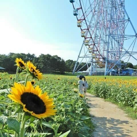レッツエンジョイ東京さんのインスタグラム写真 - (レッツエンジョイ東京Instagram)「昼も夜も楽しめる！約3万本のひまわり🌻✨  8/13(日)まで葛西臨海公園で「花と光のムーブメント」開催中！  ■ひまわり花壇 大観覧車そばで、4種類・約3万本のひまわりが咲き誇ります。空の青とひまわりの黄色の夏らしい迫力あるコントラストが楽しめます！  ■ライトアップ 夜間は「海とひまわり」をテーマにしたライトアップで園内を演出。海をイメージした青色のライトとひまわりの色を際立たせる白色のライトで、ひまわり花壇や園内が昼間とは一味違った幻想的な雰囲気になります。 【実施時間】18:30～21:00 ※荒天中止  🔸葛西臨海公園 📍東京都江戸川区臨海町6-2 🚉葛西臨海公園  #レッツエンジョイ東京 #おでかけ #おでかけスポット #デート #デートスポット #東京デート #東京観光 #東京イベント #東京イベント情報 #お散歩 #ひまわり #ひまわり畑 #向日葵 #sunflower #花の写真 #花が好き #花スタグラム #はなまっぷ #季節の花 #花好きな人と繋がりたい #日本の美しい花風景 #休日の過ごし方 #summer #夏 #夏イベント #ライトアップ #ライトアップイベント #花と光のムーブメント #葛西臨海公園」7月22日 19時01分 - lets_enjoytokyo