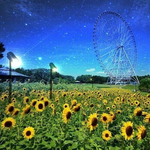 レッツエンジョイ東京のインスタグラム：「昼も夜も楽しめる！約3万本のひまわり🌻✨  8/13(日)まで葛西臨海公園で「花と光のムーブメント」開催中！  ■ひまわり花壇 大観覧車そばで、4種類・約3万本のひまわりが咲き誇ります。空の青とひまわりの黄色の夏らしい迫力あるコントラストが楽しめます！  ■ライトアップ 夜間は「海とひまわり」をテーマにしたライトアップで園内を演出。海をイメージした青色のライトとひまわりの色を際立たせる白色のライトで、ひまわり花壇や園内が昼間とは一味違った幻想的な雰囲気になります。 【実施時間】18:30～21:00 ※荒天中止  🔸葛西臨海公園 📍東京都江戸川区臨海町6-2 🚉葛西臨海公園  #レッツエンジョイ東京 #おでかけ #おでかけスポット #デート #デートスポット #東京デート #東京観光 #東京イベント #東京イベント情報 #お散歩 #ひまわり #ひまわり畑 #向日葵 #sunflower #花の写真 #花が好き #花スタグラム #はなまっぷ #季節の花 #花好きな人と繋がりたい #日本の美しい花風景 #休日の過ごし方 #summer #夏 #夏イベント #ライトアップ #ライトアップイベント #花と光のムーブメント #葛西臨海公園」