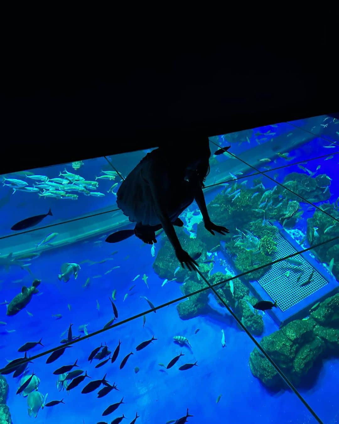 よねいはるかさんのインスタグラム写真 - (よねいはるかInstagram)「🐠🐟🐬🪼🐡  沖縄のDMMかりゆし水族館に行ってきました！  入場してすぐに、フロア全体が映像になっている空間があり 自分自身がその場所にいるようなリアリティのある演出が凄くて、迫力満点のエンタテイメント水族館。  個人的に面白かったのが、床一面が透明のガラスになっている空間。 自分の足の下を悠々と泳ぐ魚たちが綺麗で感動しました。✨(楽しかったけど少し怖かった🤣)  沖縄では初の動物と会える水族館で、ナマケモノやペンギン、フクロウなども居てとっても可愛かった。💛  ショッピングモールの中に併設されているから、ふら〜と入ったり、雨の日でも楽しめてとったもオススメの観光スポットです  ぜひ沖縄に来た際はDMMかりゆし水族館に行ってみてね🪸💛  @dmm_aquarium #DMMかりゆし水族館 #沖縄 #水族館 #旅行 #沖縄旅行 #那覇 #観光」7月22日 19時23分 - rabbit____2