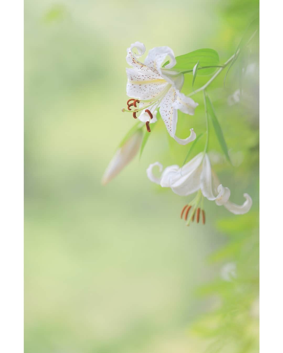 花の写真館のインスタグラム：「Photo by 落合 俊哉. . Original Post[投稿いただいたURL] https://www.facebook.com/photo.php?fbid=2091206717730647 . 本アカウントは、 #私の花の写真 をつけてInstagramに投稿された皆さまの花の写真や、「花の写真館」Facebookページで投稿された花の写真を紹介します。 「花の写真館」Facebookページは、「 @floral.photograph 」のプロフィールにあるURLからご覧ください。 . ※各種法令、マナー、関係者の指示に従った撮影をお願いします。 *Please ensure that your photography adheres to all relevant laws, etiquette, and instructions issued by authorized persons. ※本アカウントは東京カメラ部がFacebook、Instagramのサービスを利用して運営しているもので、Meta社・Instagramとは一切関係ありません。 . #花の写真館 #floralphotograph #floralphoto #flower #flowers Follow: @floral.photograph」