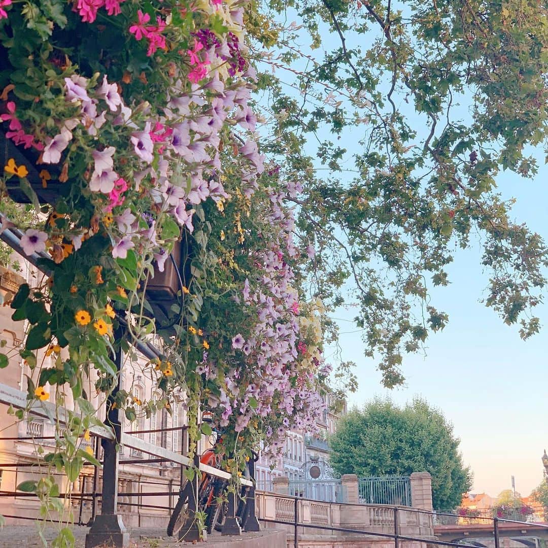 Yuka Kaedeのインスタグラム：「. . ストラスブール Strasbourg, France . . . . #_asyuka_ #beautifuldestinations #beautifulplaces #worldshotz #worldtraveler #travelphotography #travelgram #strasbourg #france #ig_europe #ig_flowers #flowerphotography #flowerlovers #tv_flowers #stilllife」