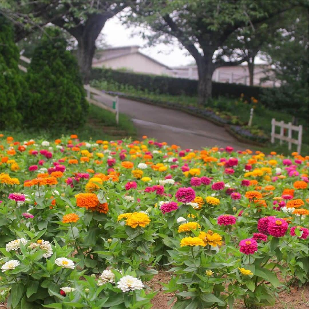 成田ゆめ牧場さんのインスタグラム写真 - (成田ゆめ牧場Instagram)「🌼🌼  成田ゆめ牧場の夏のお花といえば、 ひまわり畑ですが・・・こんなカラフルで可愛いお花の花壇もあるんです♪  ヒャクニチソウ（ジニア）というお名前のお花で、8月下旬ごろまで見頃となりそうです😮イベントホール前のお花畑に植えられていますので、ぜひこちらのお花も見に来て下さい🥰※生育状況により早めに終了する場合もあります  ひまわりも順調に成長中です！🌻 背丈の低いShortひまわり畑は1割ほどの開花、Tallひまわり畑は、7月の中旬以降の開催予定です！ 最新の開花状況は、HPにてご確認ください。😊  #成田ゆめ牧場 #お花 #花壇 #ジニア #ヒャクニチソウ #成田観光 #成田レジャー #レジャー #千葉観光 #観光 #インスタ映え #インスタ映えスポット」7月8日 12時33分 - yumebokujo